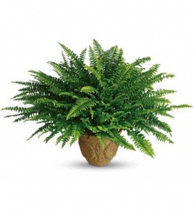 Teleflora's Heartwarming Thoughts Boston Fern in Chicago Ridge IL, James Saunoris & Sons