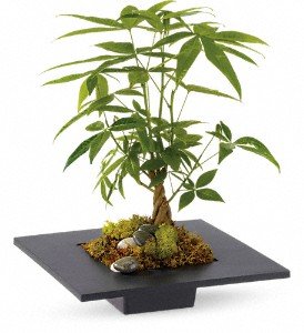 Money Tree in Chicago Ridge IL, James Saunoris & Sons