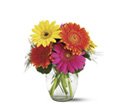 Teleflora's Fiesta Gerbera Vase in Chicago Ridge IL James Saunoris & Sons