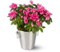 Adorable Azalea in Chicago Ridge IL James Saunoris & Sons