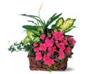 Azalea Attraction Garden Basket in Chicago Ridge IL James Saunoris & Sons