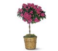 Azalea Topiary in Chicago Ridge IL James Saunoris & Sons