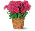 Purple Chrysanthemum in Chicago Ridge IL James Saunoris & Sons