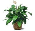 Medium Spathiphyllum Plant in Chicago Ridge IL James Saunoris & Sons