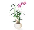 Dendrobium Orchid in Chicago Ridge IL James Saunoris & Sons