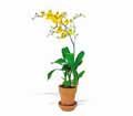 Yellow Oncidium Orchid in Chicago Ridge IL James Saunoris & Sons