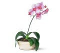 Lavender Phalaenopsis Orchid in Chicago Ridge IL James Saunoris & Sons