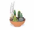 Cactus Garden in Chicago Ridge IL James Saunoris & Sons