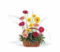 Uplifting Gerbera Basket in Chicago Ridge IL James Saunoris & Sons