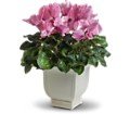Sunny Cyclamen in Chicago Ridge IL James Saunoris & Sons