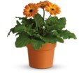 Rainbow Rays Potted Gerbera - Orange in Chicago Ridge IL James Saunoris & Sons