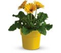 Rainbow Rays Potted Gerbera - Yellow in Chicago Ridge IL James Saunoris & Sons