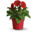 Rainbow Rays Potted Gerbera - Red in Chicago Ridge IL James Saunoris & Sons
