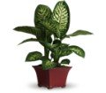 Delightful Dieffenbachia in Chicago Ridge IL James Saunoris & Sons