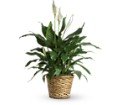 Simply Elegant Spathiphyllum - Medium in Chicago Ridge IL James Saunoris & Sons
