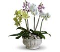 Regal Orchids in Chicago Ridge IL James Saunoris & Sons