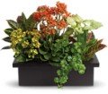 Stylish Plant Assortment in Chicago Ridge IL James Saunoris & Sons