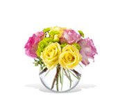 Pink Lemonade Roses, picture