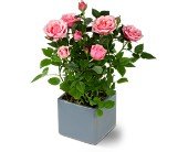 Miniature Rose Bush in Chicago Ridge IL, James Saunoris & Sons