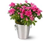 Adorable Azalea in Chicago Ridge IL, James Saunoris & Sons