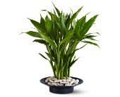 Wishing You Luck in Chicago Ridge IL, James Saunoris & Sons