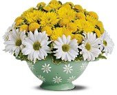 Teleflora's Daisy Colander Bouquet in Chicago Ridge IL, James Saunoris & Sons