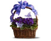 Violets and Butterflies in Chicago Ridge�IL, James Saunoris & Sons