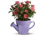 Teleflora's Spring Showers Pink Rose Bush in Chicago Ridge IL, James Saunoris & Sons