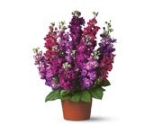 Bring on the Cheer, picture