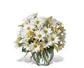 Daisy Cheer, picture