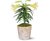 Easter Lily Plant in Chicago Ridge�IL, James Saunoris & Sons