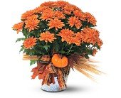 Bronze Cushion Mum Plant in Chicago Ridge IL, James Saunoris & Sons