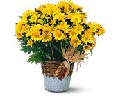 Harvest Yellow Daisy Plant in Chicago Ridge IL, James Saunoris & Sons