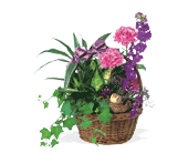 Garden Comforts, picture