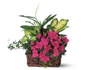 Azalea Attraction Garden Basket, picture