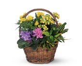 Petite European Basket in Chicago Ridge IL, James Saunoris & Sons