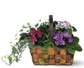 Mixed African Violet Basket in Chicago Ridge IL, James Saunoris & Sons