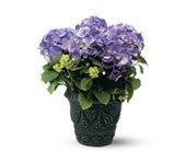 Blue Hydrangea, picture