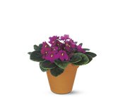 Vivacious Violets in Chicago Ridge IL, James Saunoris & Sons