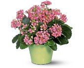 Pink Kalanchoe in Chicago Ridge IL, James Saunoris & Sons