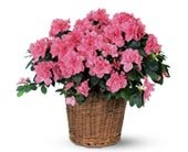 Pink Azalea, picture