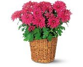 Purple Chrysanthemum in Chicago Ridge IL, James Saunoris & Sons