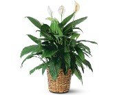 Large Spathiphyllum Plant in Chicago Ridge IL, James Saunoris & Sons