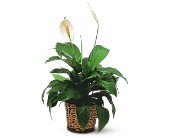 Small Spathiphyllum Plant in Chicago Ridge IL, James Saunoris & Sons