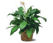 Medium Spathiphyllum Plant in Chicago Ridge IL, James Saunoris & Sons
