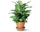 Dieffenbachia in Chicago Ridge IL, James Saunoris & Sons
