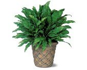 Aglaonema in Chicago Ridge IL, James Saunoris & Sons