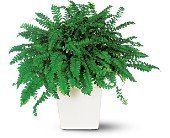 Decorative Fern in Chicago Ridge IL, James Saunoris & Sons