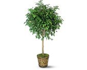 Ficus Tree in Chicago Ridge IL, James Saunoris & Sons