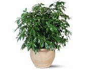 Arboricola in Chicago Ridge IL, James Saunoris & Sons